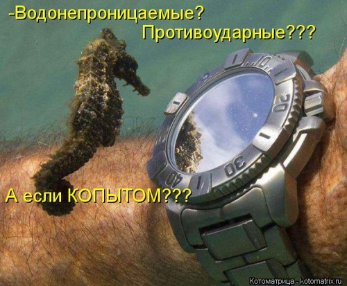 kotomatritsa_VD.jpg