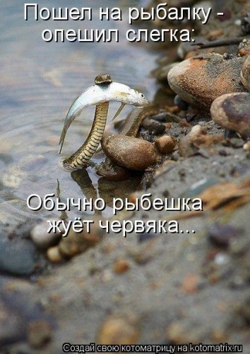 kotomatritsa_zD2.jpg