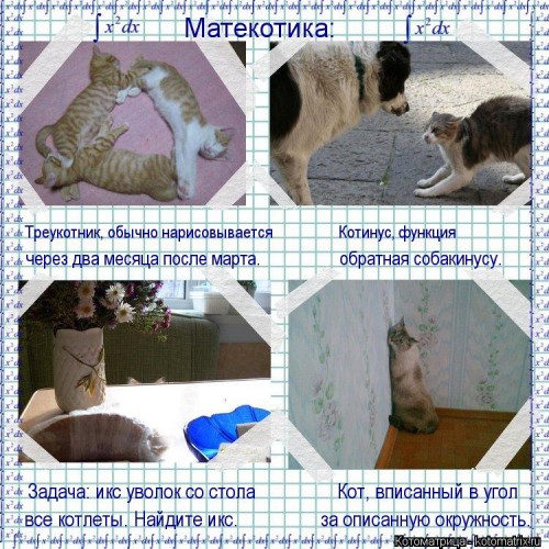 kotomatritsa_-.jpg