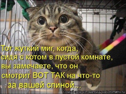 kotomatritsa_1.jpg