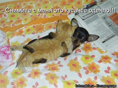kotomatritsa_6.jpg