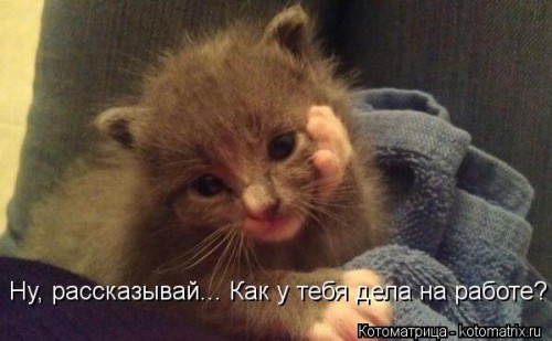 kotomatritsa_as.jpg