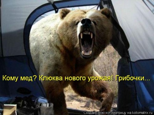 kotomatritsa_h.jpg