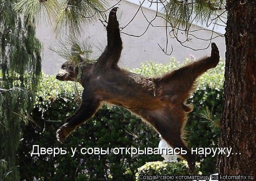 kotomatritsa_Io.jpg