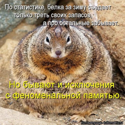 kotomatritsa_jq.jpg