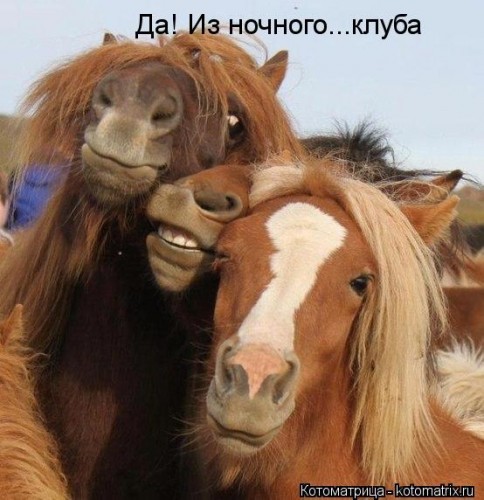 kotomatritsa_s9.jpg