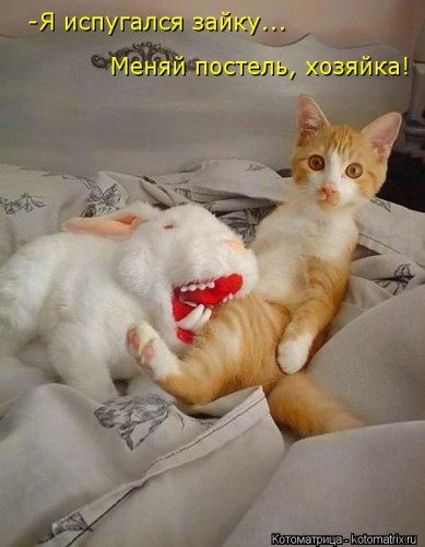 kotomatritsa_WuH.jpg