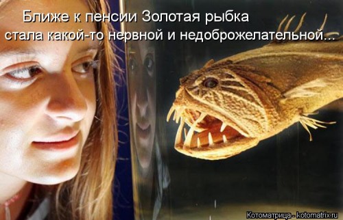 kotomatritsa_XZ.jpg
