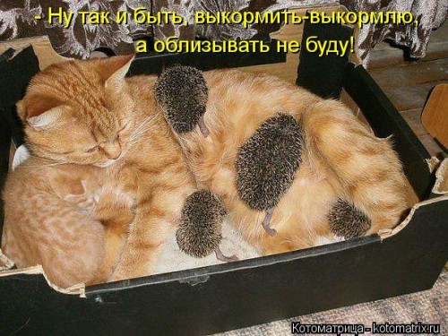 kotomatritsa_Yh.jpg