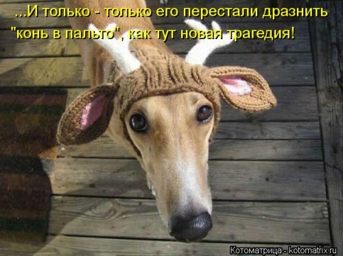 kotomatritsa_gn.jpg