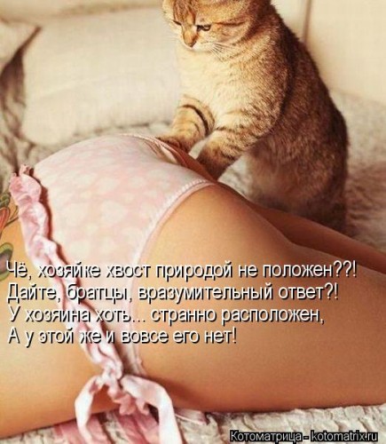 kotomatritsa_rj.jpg