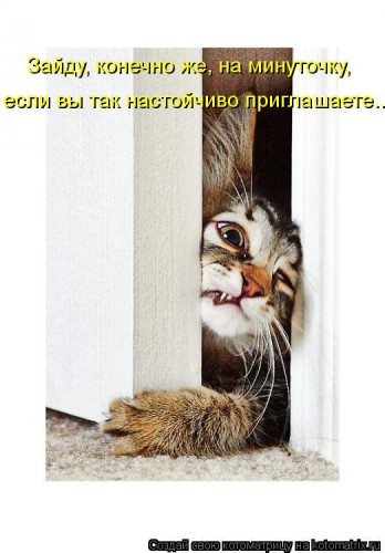 kotomatritsa_x6.jpg