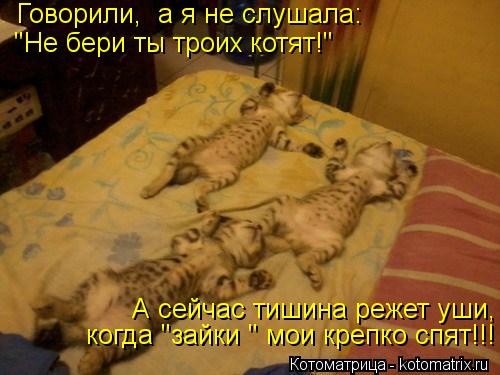 kotomatritsa_2d.jpg