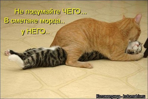 kotomatritsa_4-.jpg
