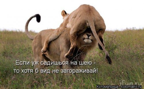kotomatritsa_bQ.jpg