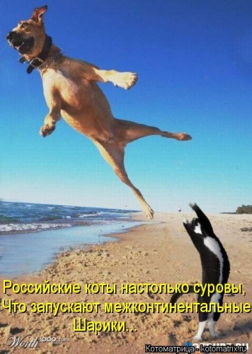 kotomatritsa_E8.jpg