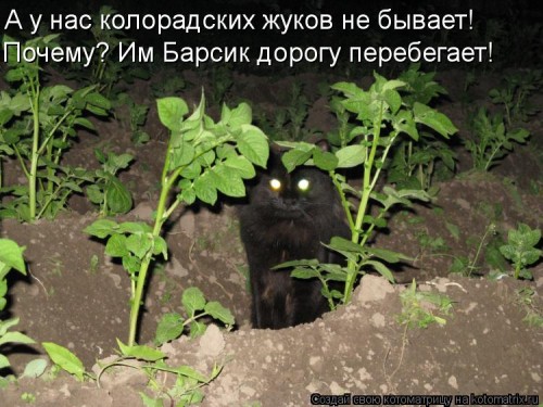 kotomatritsa_JZ.jpg