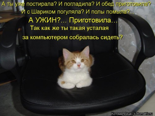 kotomatritsa_Kv.jpg
