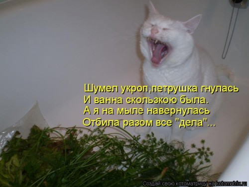 960248.jpg
