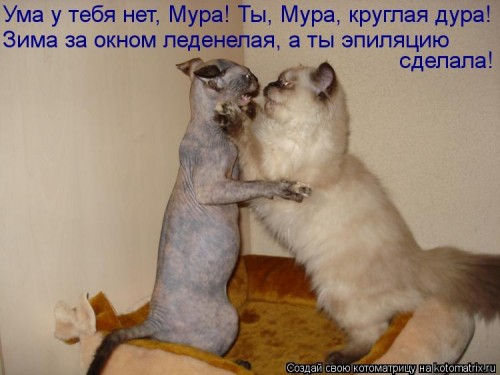 kotomatritsa_a-.jpg