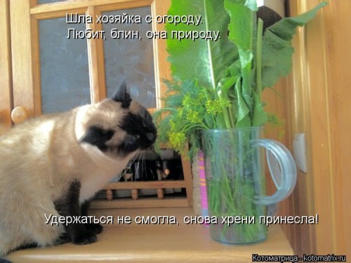 kotomatritsa_P0.jpg