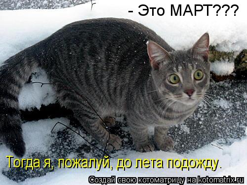 kotomatritsa_-.jpg