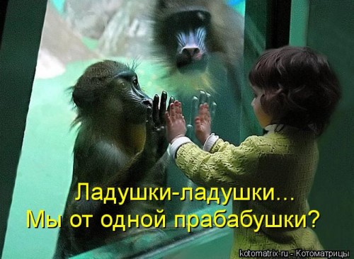 kotomatritsa_8.jpg