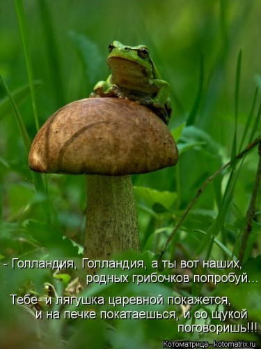 kotomatritsa_A-.jpg