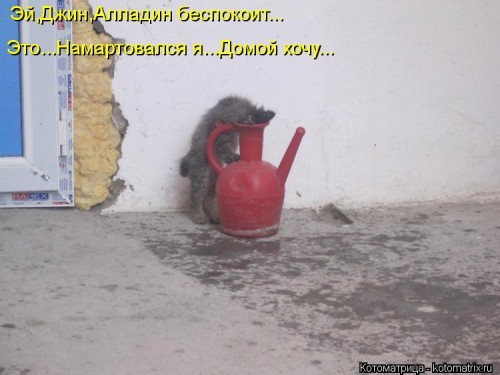 kotomatritsa_qE.jpg