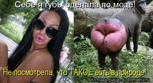 kotomatritsa_jL.jpg