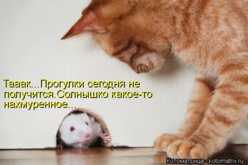 kotomatritsa_O.jpg