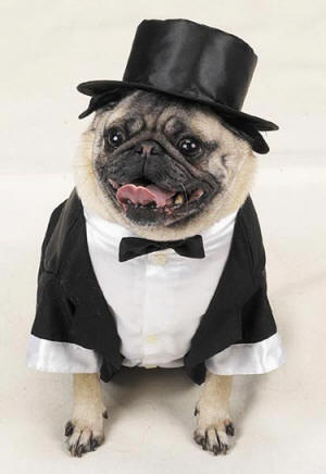 dog-tuxedo_small1.jpg