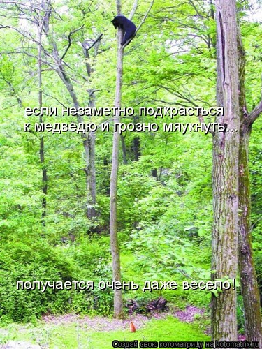 кот и медведь.jpg