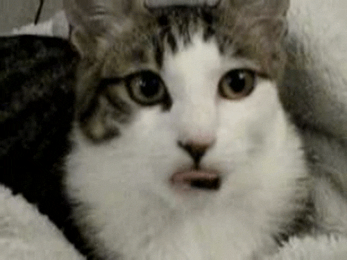 tumblr_inline_mjbzogeWFN1r255kz.gif