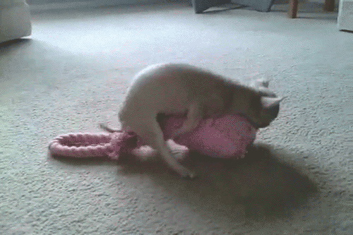 DogHumpGifToy.gif