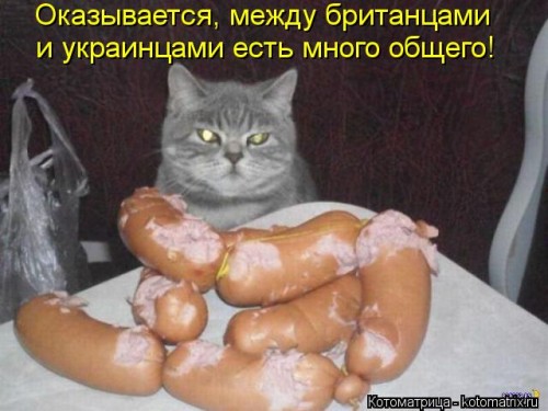 kotomatritsa_8n.jpg