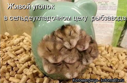 kotomatritsa_Bd.jpg