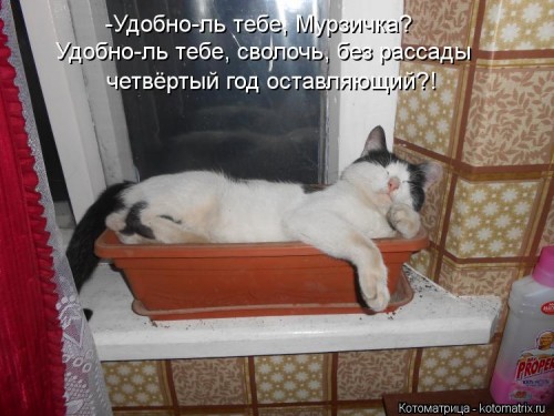 kotomatritsa_m.jpg