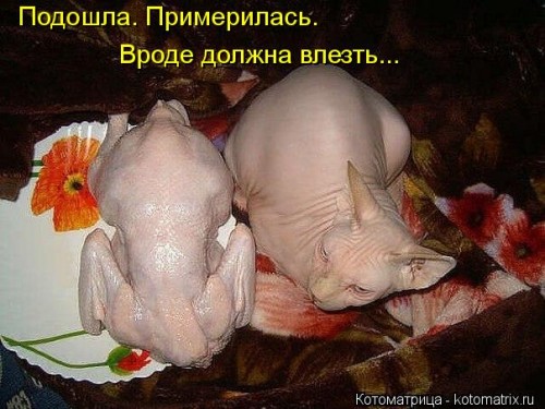 kotomatritsa_O-.jpg