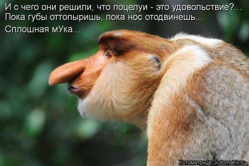 kotomatritsa_OY.jpg