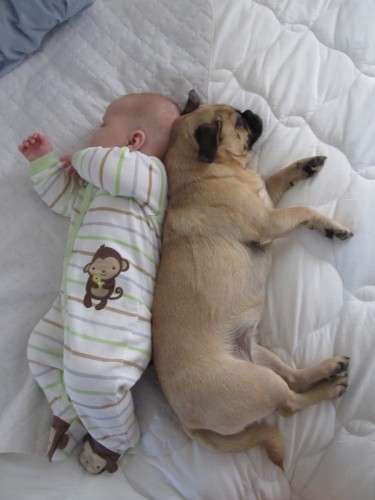 baby-pug-wallpaper.jpg