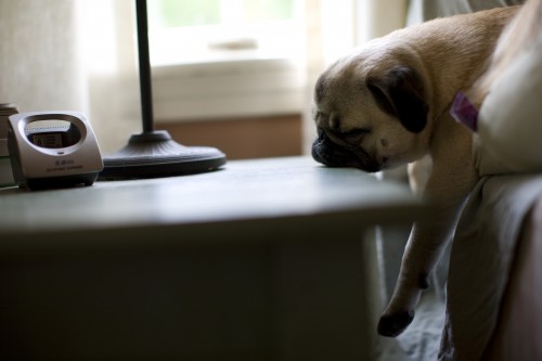pug-coma-a-reoccurring-disorder-marked-by-soft-snoring-and-heavy-drooling.jpg