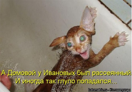 kotomatritsa_IE.jpg