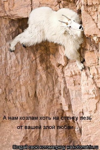 kotomatritsa_Ip.jpg