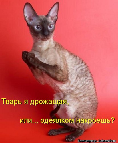 kotomatritsa_Xv.jpg
