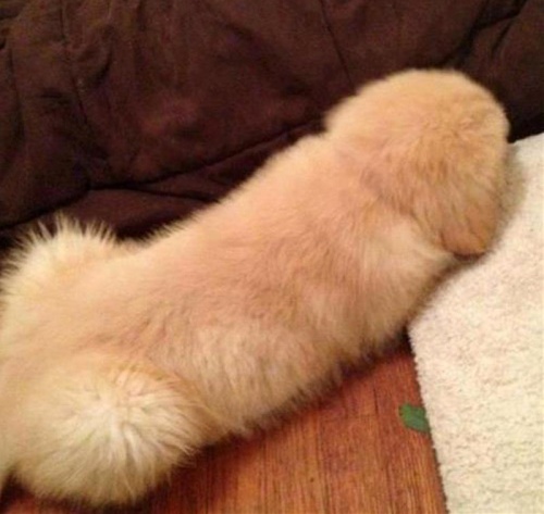 3583105-R3L8T8D-500-dog.jpg