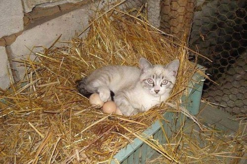 4963984_getimage.jpg