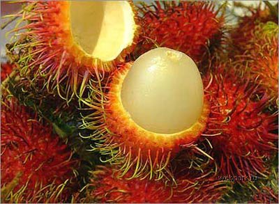 01_1107_rambutan.jpg