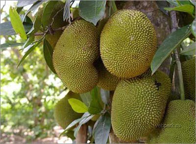 02_1107_jackfruit.jpg