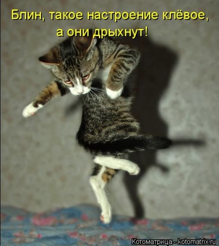 112335996_large_kotomatritsa_ch.jpg